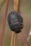 Odontoscelis fuliginosa