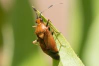 Deraeocoris ruber