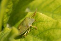Piezodorus lituratus