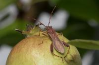 Camptopus lateralis