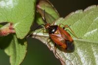 Deraeocoris ruber