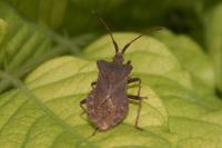 Coreus marginatus