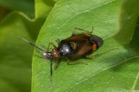 Deraeocoris ruber
