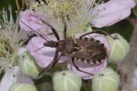 Rhynocoris erythropus