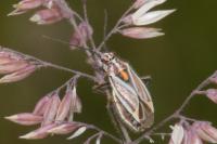 Horistus orientalis
