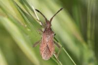 Coriomeris denticulatus