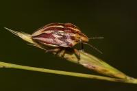 Odontotarsus purpureolineatus