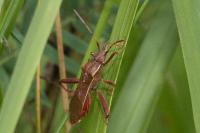 Camptopus lateralis