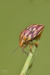 Odontotarsus purpureolineatus