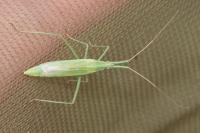 Megaloceroea recticornis