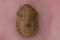 Eurygaster maura