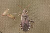 Ceraleptus gracilicornis