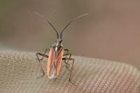 Leptopterna dolabrata