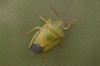 Piezodorus lituratus