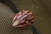 Odontotarsus purpureolineatus