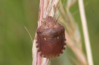 Eurygaster maura