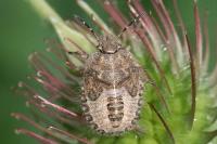 Dolycoris baccarum