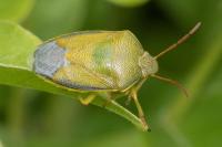 Piezodorus lituratus