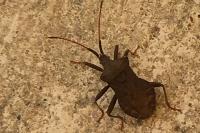 Coreus marginatus