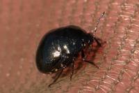 Coptosoma scutellatum