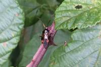Deraeocoris ruber