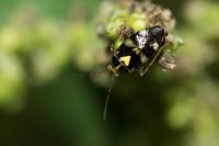 Liocoris tripustulatus