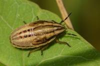 Aelia acuminata