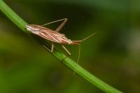 Miridius quadrivirgatus