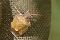 Peribalus strictus