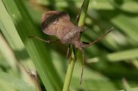 Coreus marginatus