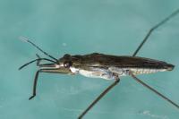 Gerris lacustris