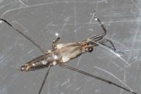 Gerris lacustris