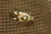 Lygus pratensis