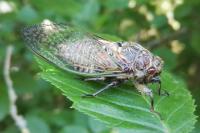 Tibicina haematodes