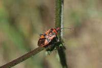 Corizus hyoscyami