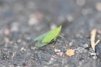 Dictyophara europaea