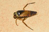 Notonecta glauca