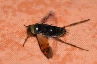 Notonecta glauca