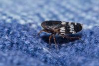 Anoscopus albifrons