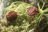 Graphosoma italicum