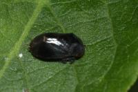 Penthimia nigra