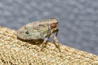 Issus coleoptratus