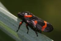 Cercopis intermedia
