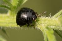 Coptosoma scutellatum