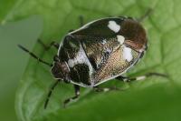 Eurydema oleracea
