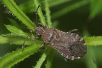 Ceraleptus gracilicornis