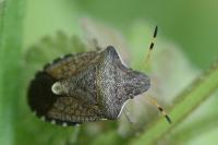 Peribalus strictus