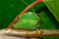 Stictocephala alta