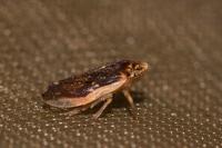 Philaenus spumarius