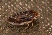 Philaenus spumarius
